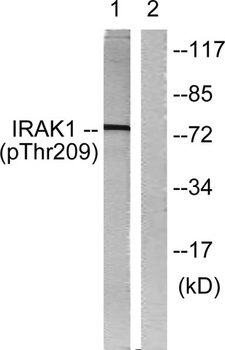 IRAK-1 (phospho-Thr209) antibody