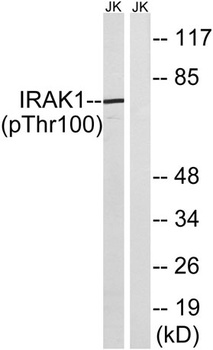 IRAK-1 (phospho Thr100) rabbit pAb