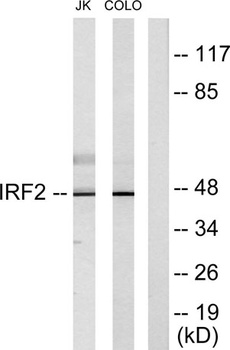 IRF-2 rabbit pAb