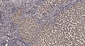 IRF-3 (phospho Ser396) rabbit pAb