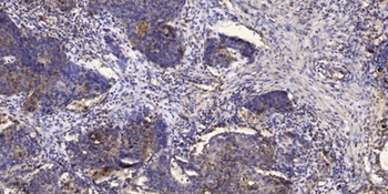 IRF-3 (phospho Ser386) rabbit pAb