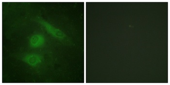 IRF-3 rabbit pAb Antibody