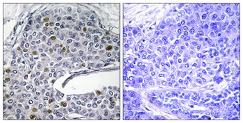 IRF-3 rabbit pAb Antibody
