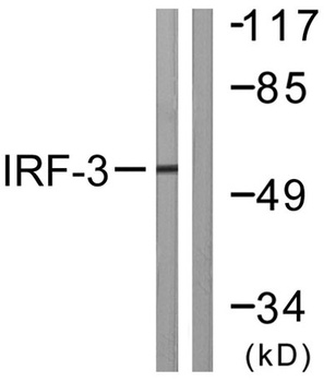 IRF-3 rabbit pAb Antibody