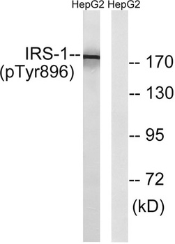 IRS-1 (phospho-Tyr896) antibody