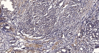 IRS-1 (phospho Tyr896) rabbit pAb