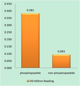 Integrin β1 (phospho Thr789) rabbit pAb Antibody