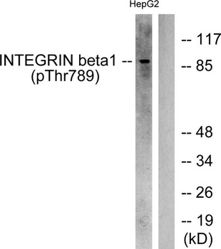 Integrin β1 (phospho Thr789) rabbit pAb
