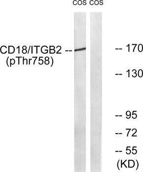 Integrin beta 2 (phospho-Thr758) antibody