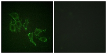 A-Raf (phospho-Tyr302) antibody