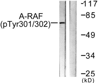 A-Raf (phospho Tyr302) rabbit pAb