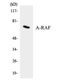 A-Raf rabbit pAb