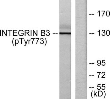 Integrin beta 3 (phospho-Tyr773) antibody