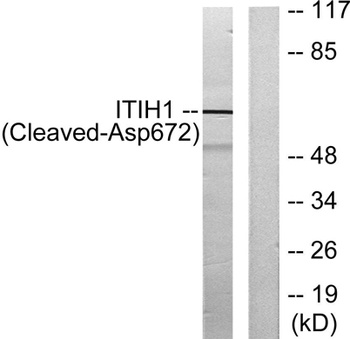 Cleaved-ITI-H1 (D672) rabbit pAb Antibody