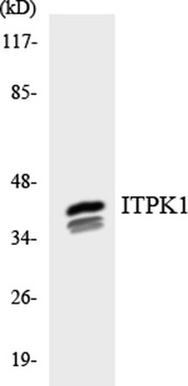 ITPK1 rabbit pAb