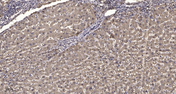 ITPK1 antibody