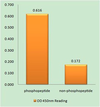 IP3R-I (phospho Ser1598) rabbit pAb