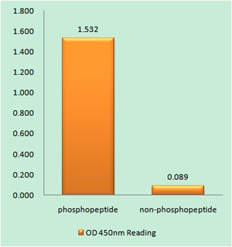 eIF4B (phospho-Ser422) antibody