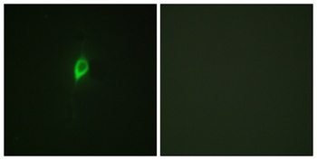 eIF4B (phospho Ser422) rabbit pAb