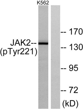 JAK2 (phospho Tyr221) rabbit pAb
