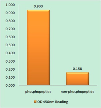 JAK2 (phospho Tyr931) rabbit pAb Antibody