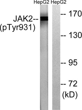 JAK2 (phospho-Tyr931) antibody