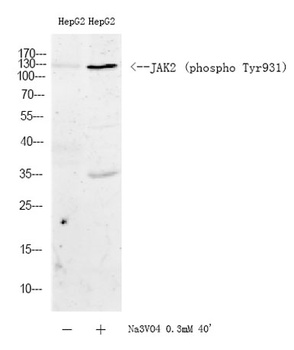 JAK2 (phospho-Tyr931) antibody