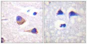 JAK3 (phospho Tyr785) rabbit pAb