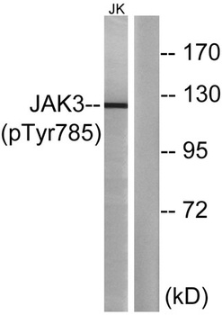 JAK3 (phospho-Tyr785) antibody