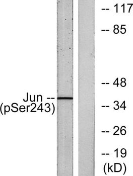 AP-1 (phospho-Ser243) antibody