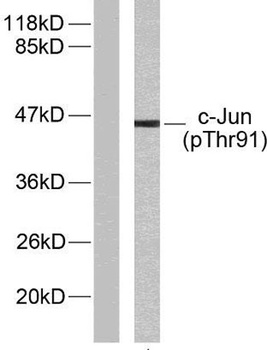 AP-1 (phospho Thr91) rabbit pAb