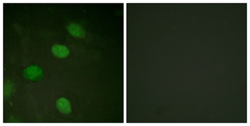AP-1 (phospho-Thr231) antibody