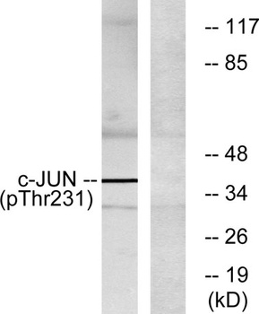 AP-1 (phospho Thr231) rabbit pAb