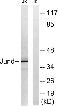 Jun D rabbit pAb