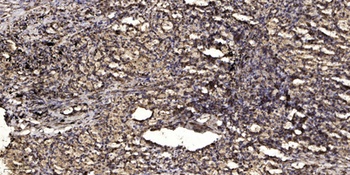 KV2.1 (phospho Ser805) rabbit pAb