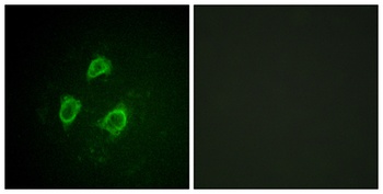 Kv2.1 (phospho Ser567) rabbit pAb