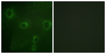 Kv2.1 rabbit pAb Antibody