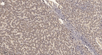 KV2.1 rabbit pAb Antibody