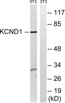 KV4.1 rabbit pAb