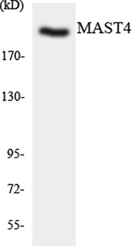 MAST4 antibody