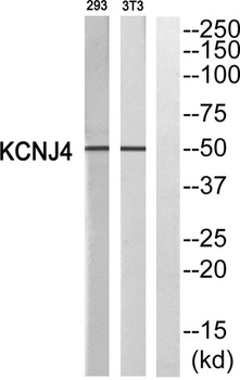 KIR2.3 antibody