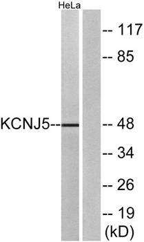KIR3.4 antibody