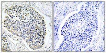 ARF4 antibody