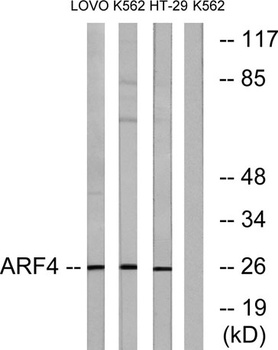 ARF4 rabbit pAb