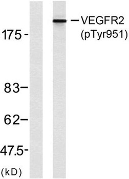 Flk-1 (phospho-Tyr951) antibody