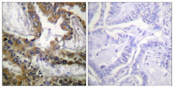 Flk-1/Flt-4 rabbit pAb Antibody