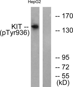 c-Kit (phospho-Tyr936) antibody