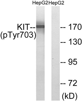 c-Kit (phospho-Tyr703) antibody