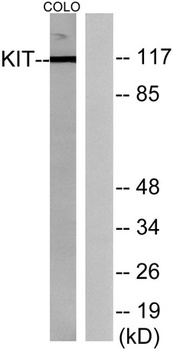 c-Kit antibody