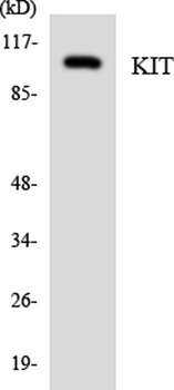 c-Kit antibody